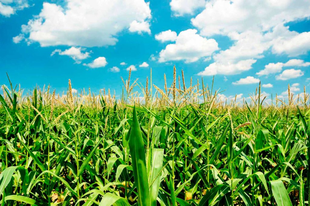 біоенергетика в Україні