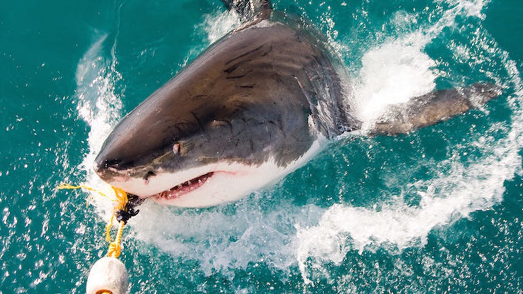 Чи стане вакцина COVID-19 причиною смерті 500 000 акул?