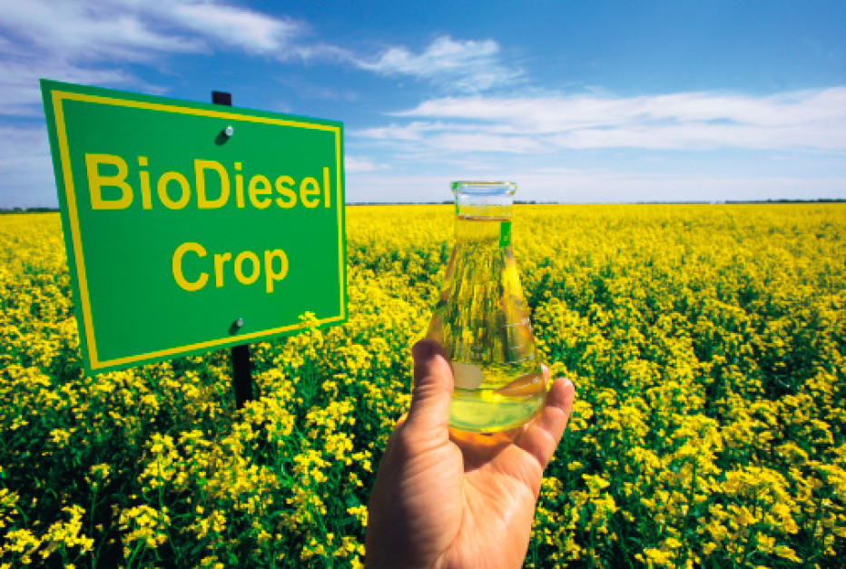 Вчені винайшли губчастий матеріал, що перетворює відпрацьовану рослинну олію в біодизель