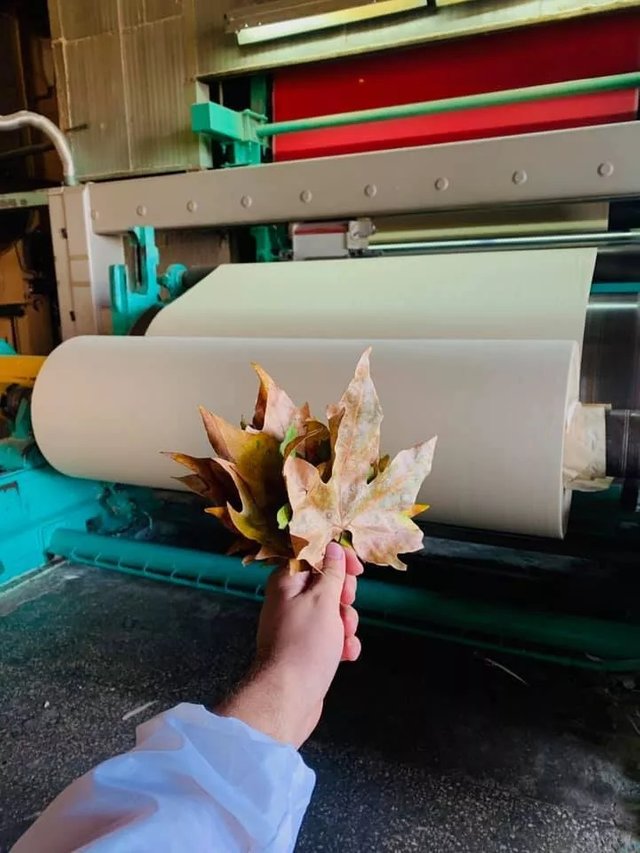 В Україні випустили першу партію паперу з опалого листя