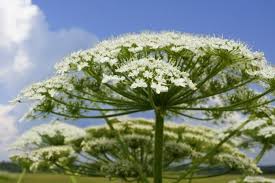 Новий метод переробки отруйної рослини у папір запропонований українським студентом