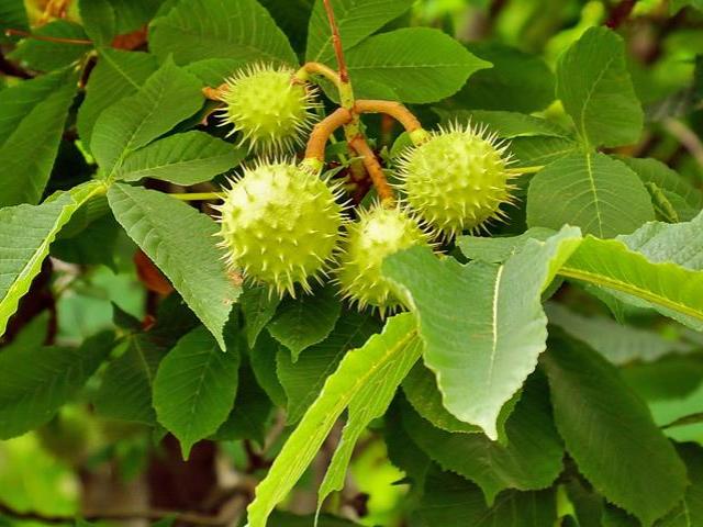 Маріупольська студентка винайшла метод виготовлення еко-упаковки з каштанів та стала лауреатом V міжнародного конкурсу iCAN 