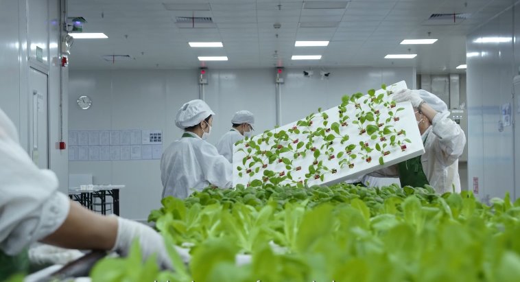 Найбільша в Європі вертикальна ферма, що працює на енергії вітру та обслуговується роботами 