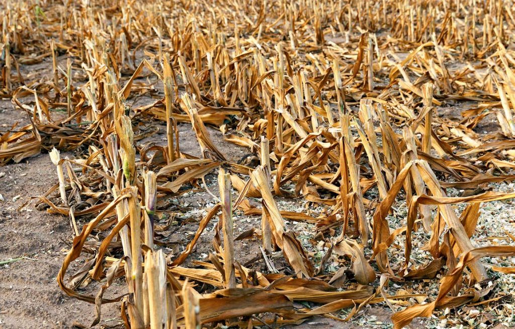 Україна готова до запуску електронної платформи з продажу твердого біопалива 