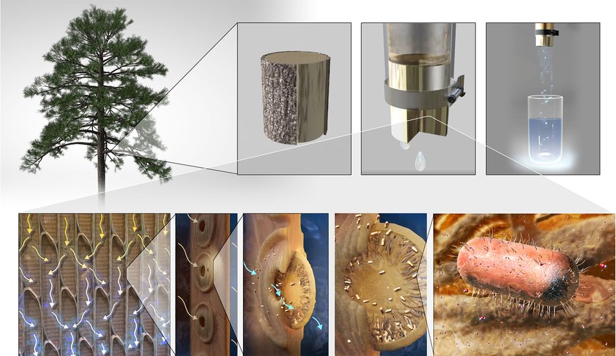 Дешева та ефективна система фільтрації води з дерева