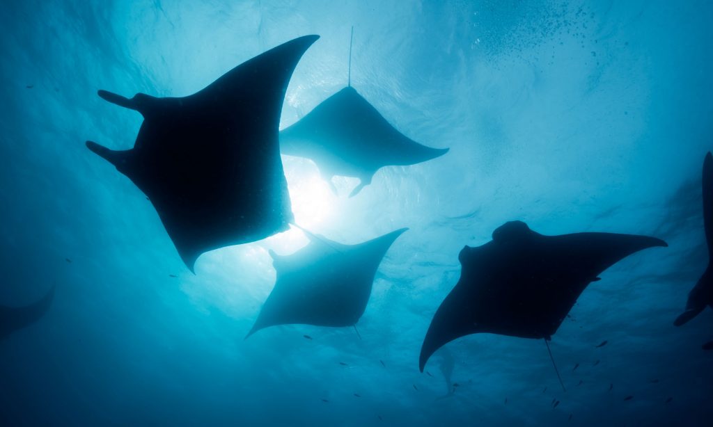 Система Manta від SRI використає неймовірну силу припливів та відливів